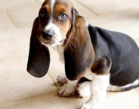 basset hound