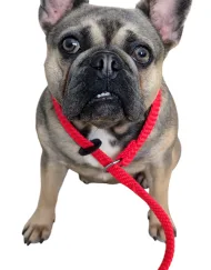 Slip Lead 150cm x 20mm