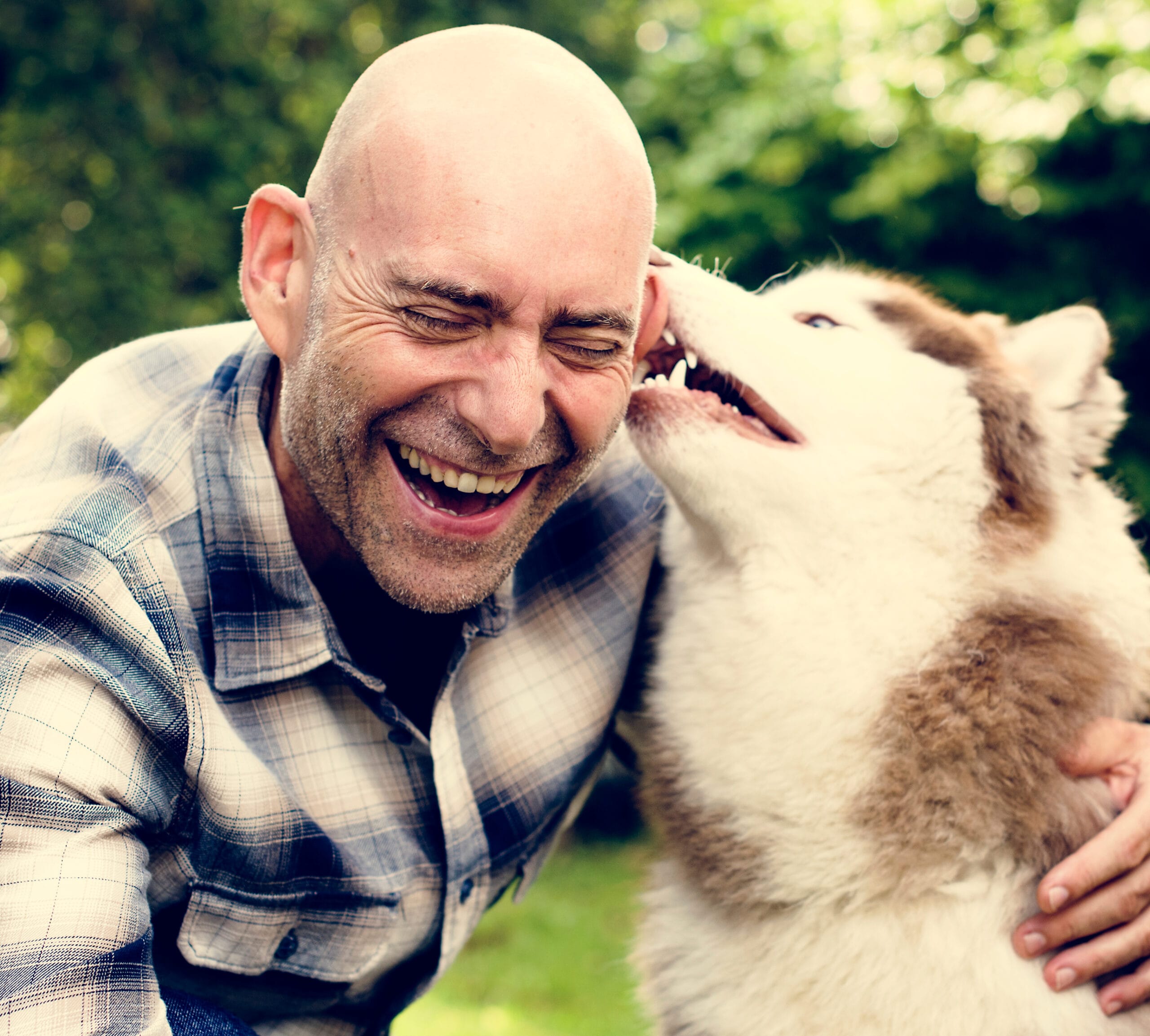 Closeup of senior man with siberian husky at backyard Closeup of senior man with siberian husky at backyard
